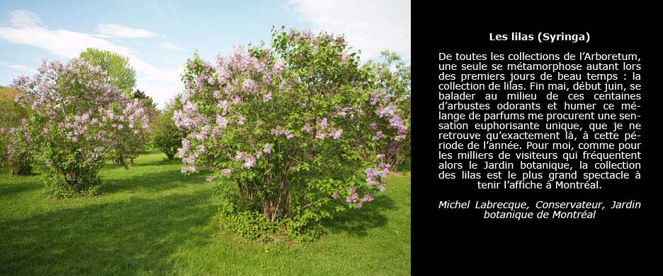 Photo de lilas en floraison printanière, pris dans l’Arboretum du Jardin botanique de Montréal