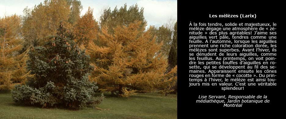 Photo de conifères, pris dans l’Arboretum du Jardin botanique de Montréal, avec des mélèzes au feuillage orangé en arrière-plan