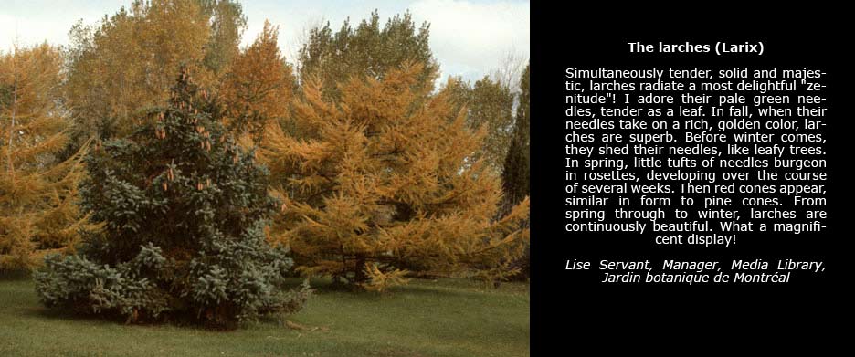 Photo of conifers, taken in the Arboretum of the Jardin botanique de Montréal, with orange-leaved larches in the background