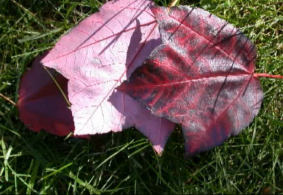 Photo d’une feuille d’automne sur le gazon