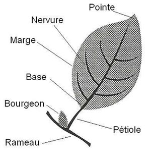 Dessin d'une feuille simple et de ses parties