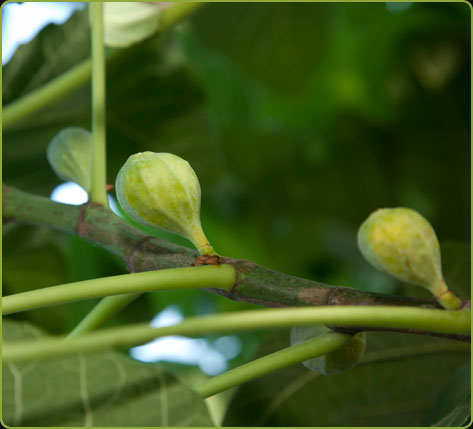 Ficus carica