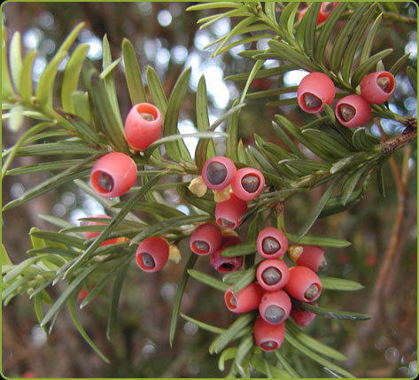 Taxus sp.