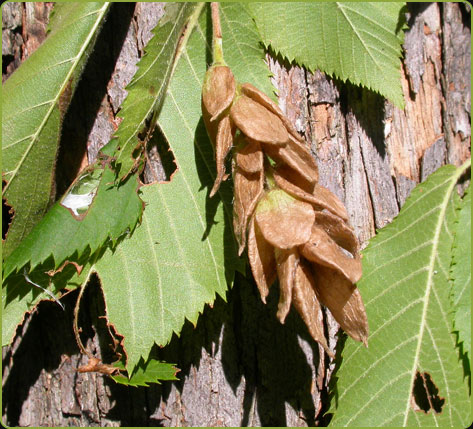 Ostrya virginiana