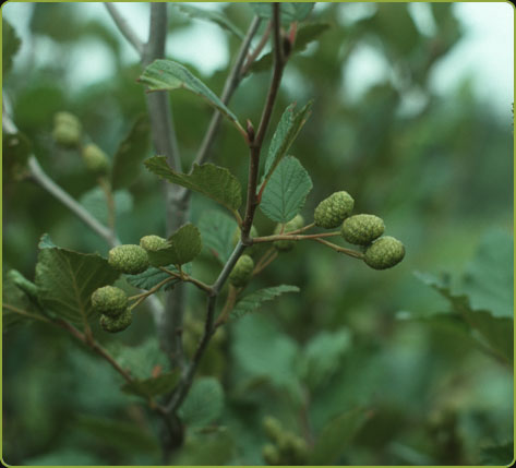 Alnus crispa var. mollis