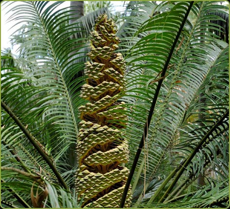 Lepidozamia peroffskyana