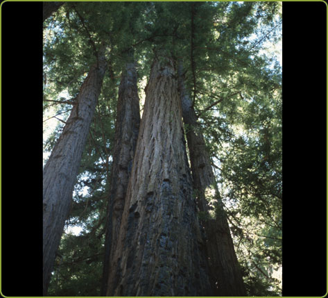 Sequoia sempervirens