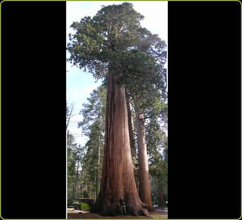 Sequoiadendron giganteum