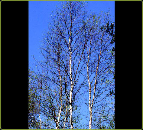 Betula papyrifera