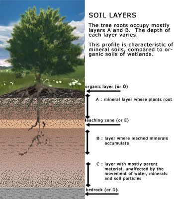 Soil layers