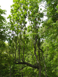 Tree with an incomplete crown and/or leaning trunk (observable sign) caused by lack of space or light (stress factor)