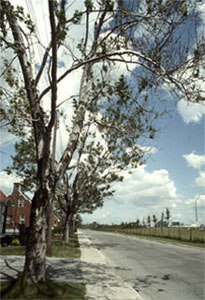 Tree with fewer leaves, some yellowed (observable sign) caused by atmospheric or urban pollution (de-icing salt, carbon dioxyde, dust, etc.) (stress factor)