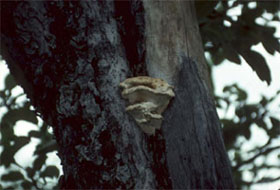 Trees presenting carpophores (observable sign) caused by decay (stress factor)