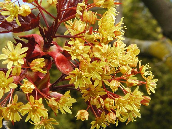 Photo de fleurs dun rable de Norvge