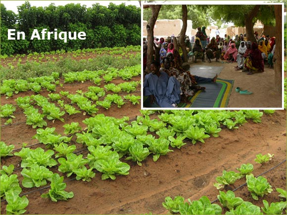 Montage photo d'une haie vive protgeant une terre cultive, et de paysans du Sahel