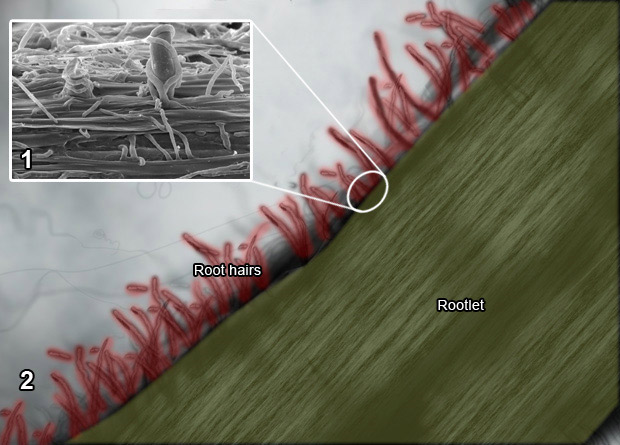 Photomontage of an artificially-coloured optical microscopy photo of a rootlet, in yellow, and root hairs of a red pine (Pinus resinosa), in red, and of an electron microscopy photo showing a rootlet surface and some root hairs