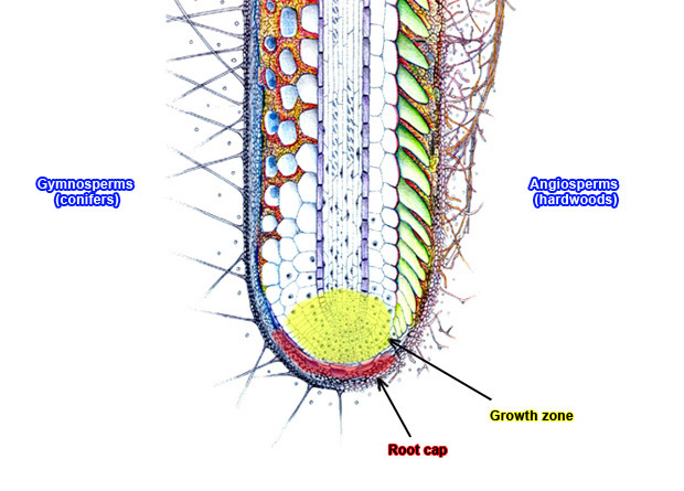 Schematic of a root cap on which are identified the Gymnosperm-like and the Angiosperm-like sides of the root, the root cap, and the growth zone