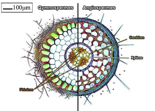 Dessin schmatis d'une coupe de racine prsentant tous ses tissus, sur lequel sont identifis le ct reprsentatif dune racine de Gymnosperme et celui dune Angiosperme, ainsi que le phlome, le xylme et le cambium