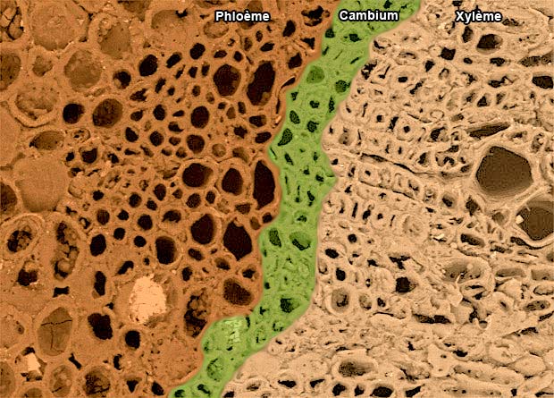 Photo en microscopie lectronique du bois d'un chne rouge (Quercus rubra) sur laquelle ont t artificiellement colors en rouge le phlome, en jaune le cambium et en bleu le xylme