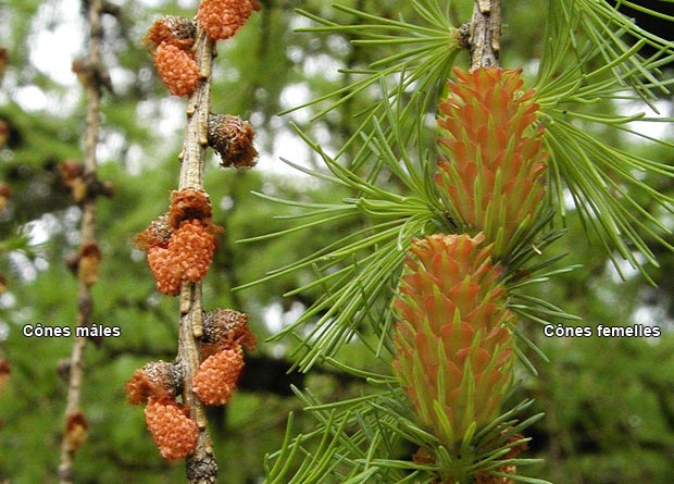 Photo de petits cnes mles beiges, en surbrillance, et de gros cnes femelles rouges, en surbrillance, de mlze laricin (Larix laricina)