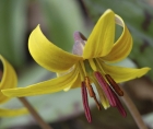 Photo en gros plan d'une fleur d'érythrone d’Amérique (Erythronium americanum)