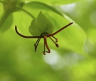 Photo en gros plan d'une fleur de médéole de Virginie (Medeola virginiana)