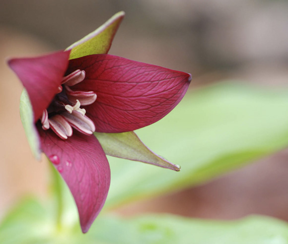 Zoomed-in photo of the flower of a red trillium (Trillium erectum)