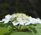 Photo en gros plan de fleurs de viorne à feuilles d'aulne (Viburnum lantanoides)