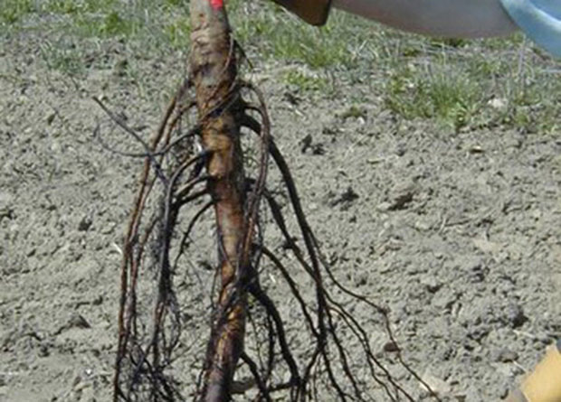 Photo d'une racine pivot de noyer (Juglans nigra X Juglans regia) déterrée du sol