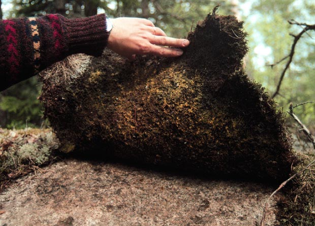 Photo of a superficial soil layer, forming a carpet-like structure due to the quantity of Scots Pine (Pinus sylvestris) roots it contains