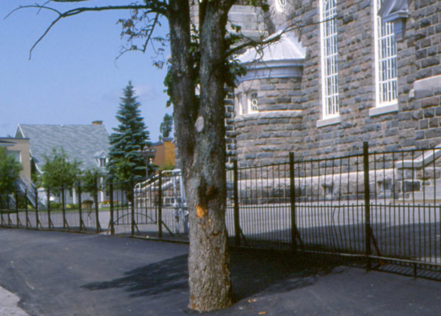 Photo d'un orme de Sibérie (Ulmus pumila) en milieu urbain, complètement entouré d'asphalte