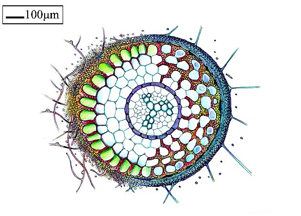 Schematic of a root cutting showing all its tissues