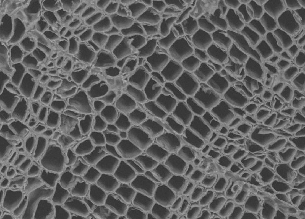 Electron microscopy photo of the wood of an Eastern white pine (Pinus strobus)