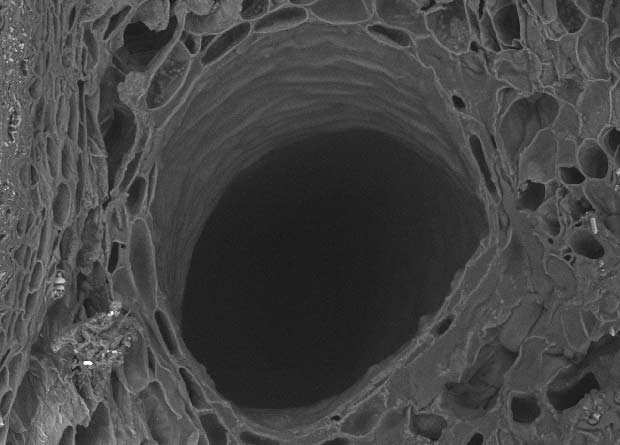 Photo en microscopie électronique d'un canal résinifère de pin blanc (Pinus strobus)