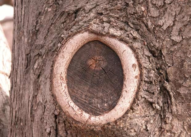 Photo d'un cal cicatriciel autour de l'endroit où une branche est tombée