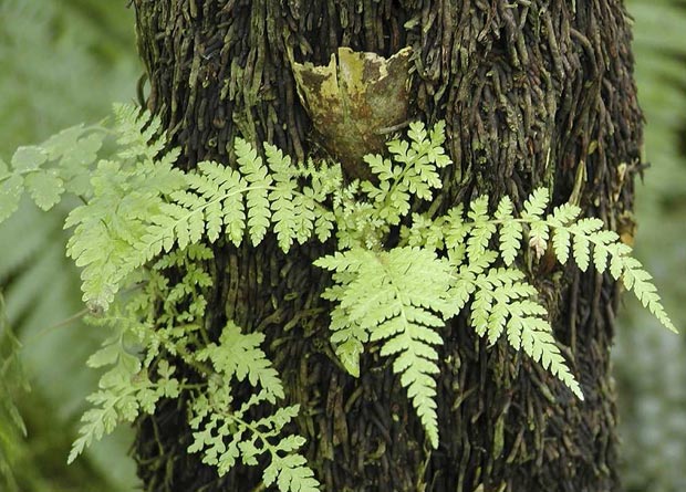 Photo de la tige d'une fougère arborescente (Cyathea australis) recouverte par une masse fibreuse de racines aériennes