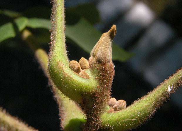 Photo d'un bourgeon duveteux de noyer cendré (Juglans cinerea)