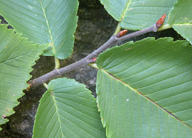 Photo of the lateral buds and the terminal bud on a twig of a rock elm (Ulmus thomasii)