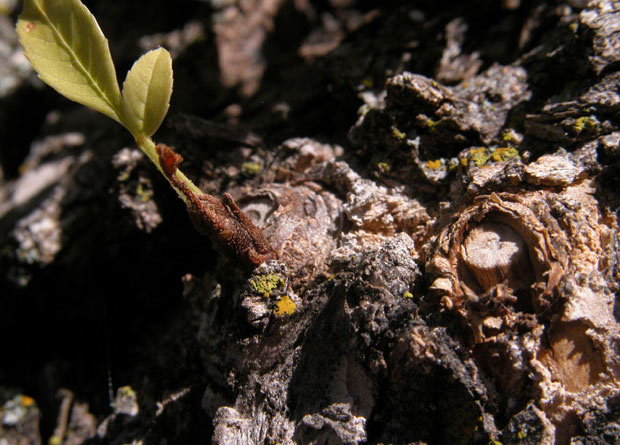 Photo of the young twig of a red ash (Fraxinus pennsylvanica) growing at the base of where a branch was cut off.