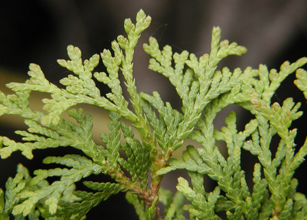 Photo d'écailles d'un thuya d'Occident (Thuja occidentalis)