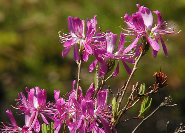 Photo of rhodora flowers (Rhododendron canadense)