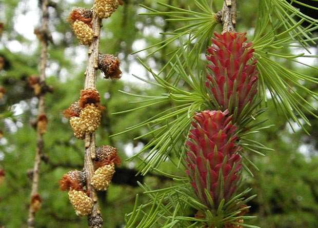 Photo of small beige male cones and of big red female cones of a tamarack (Larix laricina)