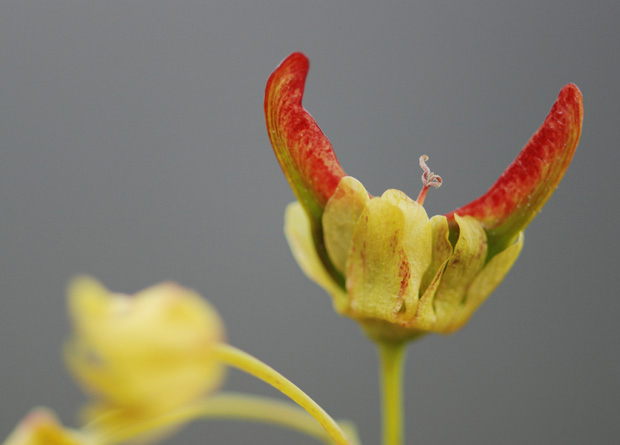 Photo d'une fleur d'érable de Norvège (Acer platanoides) en train de se transformer en fruilt, une disamare