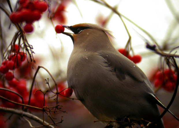 Photo d'un jaseur boréal (Bombycilla garrulus) avec un fruit d'arbre dans son bec