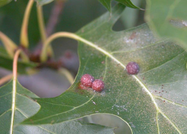 Photo de trois galles rondes sur une feuille de chêne des marais (Quercus palustris)