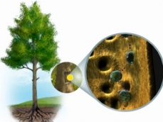 Drawing of a tree showing water in the xylem