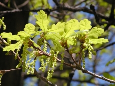 Photo de fleurs de chêne, au printemps