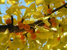 Photo d'un ginkgo en automne