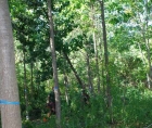 Photo of a tree felling, done by a professional