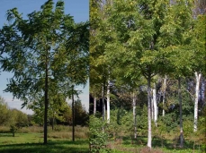 Photo of an agroforestry soybean field